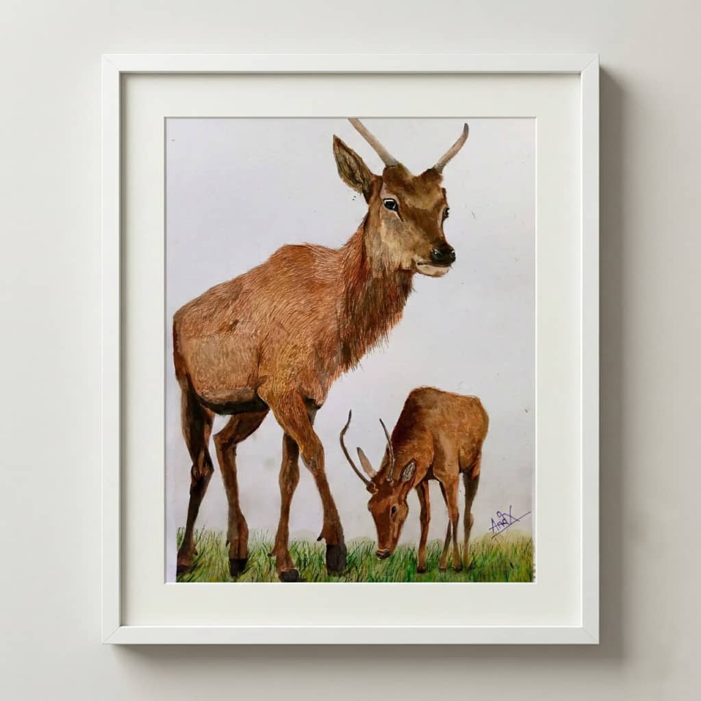 Deer